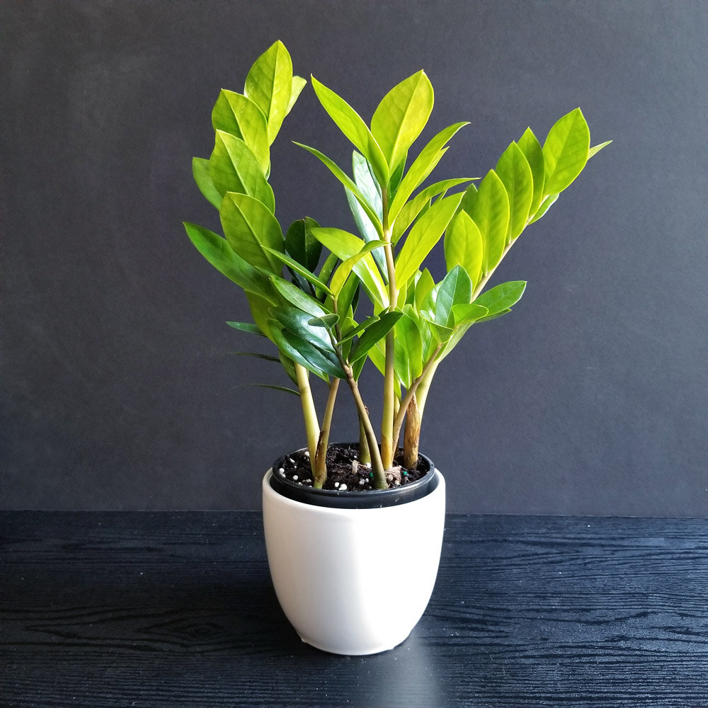 ZZ Plant 001 — AUTHENBLISSITY